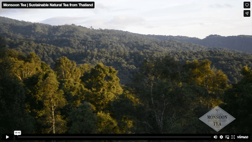 Tea grown in harmony with the forest